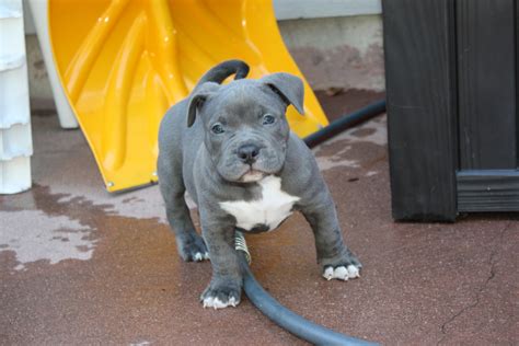 american bully puppies for sale colorado